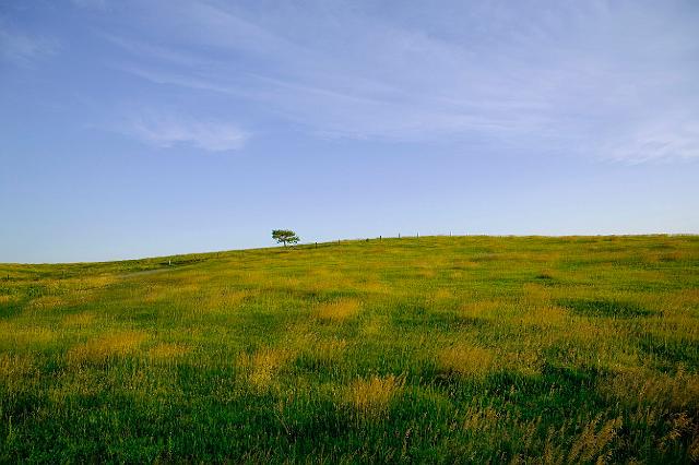 hilltop tree2319